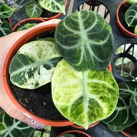 177978565340-Alocasia%20'Ninja'%20variegated%20%E6%96%91%E8%91%89%E5%BF%8D%E8%80%85%E8%A7%80%E9%9F%B3%E8%93%AE%20%E8%8A%B12.jpg