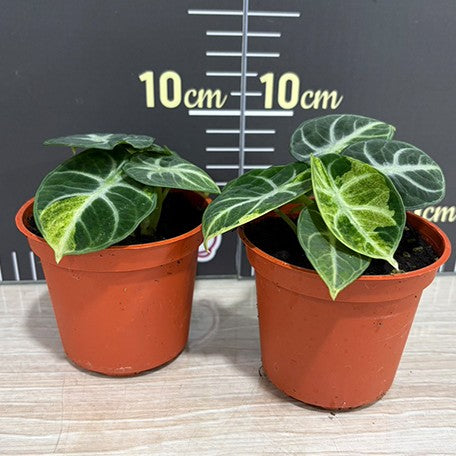 177978575615-Alocasia%20'Ninja'%20variegated%20%E6%96%91%E8%91%89%E5%BF%8D%E8%80%85%E8%A7%80%E9%9F%B3%E8%93%AE%20%E6%A4%8D%E6%A0%AA2.5''1.jpg