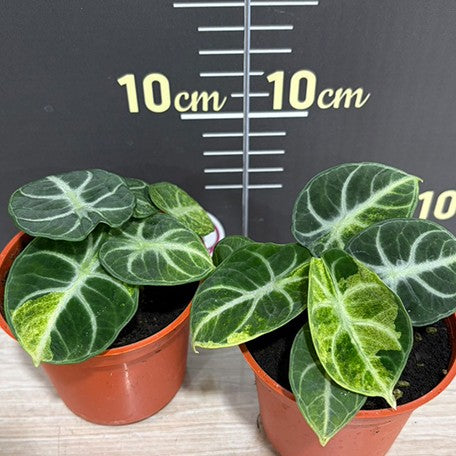 177978575655-Alocasia%20'Ninja'%20variegated%20%E6%96%91%E8%91%89%E5%BF%8D%E8%80%85%E8%A7%80%E9%9F%B3%E8%93%AE%20%E6%A4%8D%E6%A0%AA2.5''2.jpg
