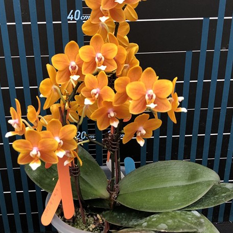 178038852621-Phal.%20Long%20Pride%20Renee%20'MP2723'%20%E8%8A%B12.jpg