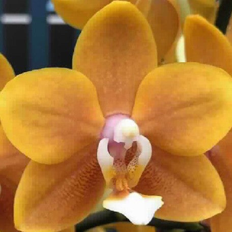 178038852673-Phal.%20Long%20Pride%20Renee%20'MP2723'%20%E8%8A%B11.jpg
