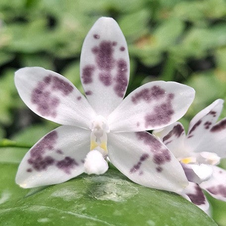 178039038739-Phal.%20speciosa%20'YL136'%20%E7%9B%BE%E8%8A%B1%E8%9D%B4%E8%9D%B6%20'YL136'%20%E8%8A%B11.jpg
