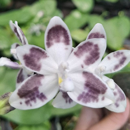 178039038797-Phal.%20speciosa%20'YL136'%20%E7%9B%BE%E8%8A%B1%E8%9D%B4%E8%9D%B6%20'YL136'%20%E8%8A%B12.jpg
