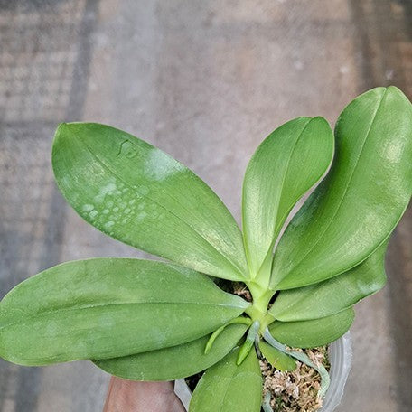 178039054094-Phal.%20speciosa%20'YL136'%20%E7%9B%BE%E8%8A%B1%E8%9D%B4%E8%9D%B6%20'YL136'%20%E6%A4%8D%E6%A0%AA2.5''1.jpg