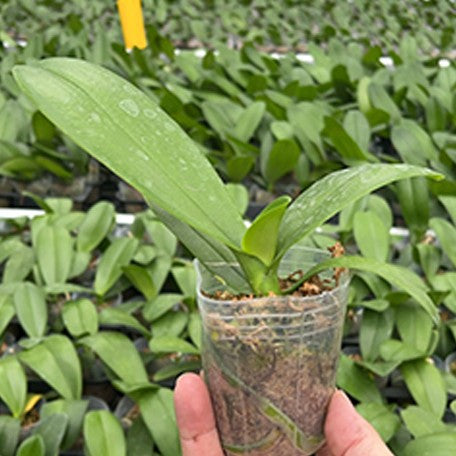 178099367025-Phal.%20Lioulin%20Wild%20Cat%20%E6%A4%8D%E6%A0%AA2.5''1.jpg