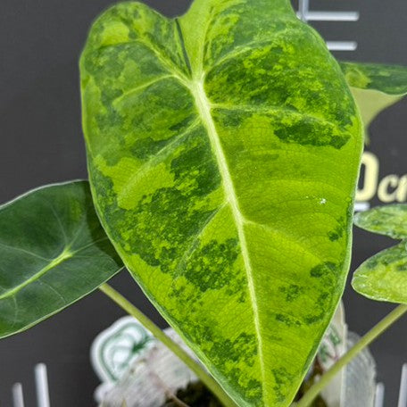 178157184898-Alocasia%20'Frydek%20Aurea%20Variegata'%20%E9%BB%83%E6%96%91%E7%B5%A8%E8%91%89%E8%A7%80%E9%9F%B3%E8%93%AE%20%E8%8A%B11.jpg