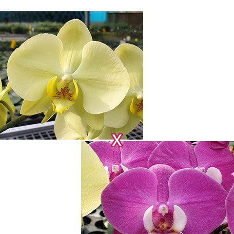 178160176698-Phal.%20Golden%20Apollon%20%C3%97%20Charming%20Rose%20Fairy%20%E8%8A%B11.jpg
