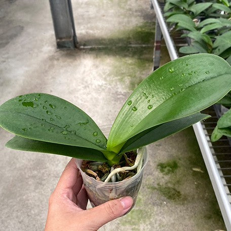 178166808090-Phal.%20Golden%20Apollon%20%C3%97%20Charming%20Rose%20Fairy%20%E6%A4%8D%E6%A0%AA2.5''2.jpg