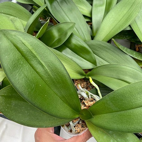 178177168153-Phal.%20Long%20Pride%20Flash%20'1631'%20%E6%A4%8D%E6%A0%AA2.5''2.jpg