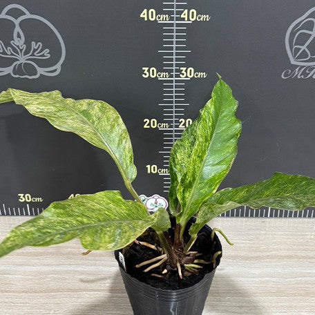 178219158937-Anthurium%20hybrid%20(variegata)%20%E6%A4%8D%E6%A0%AA4''1.jpg