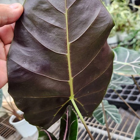 178219237826-Alocasia%20suhirmaniana%20'Purple'%20%E8%8A%B15.jpg
