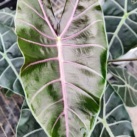 178219237845-Alocasia%20suhirmaniana%20'Purple'%20%E8%8A%B12.jpg