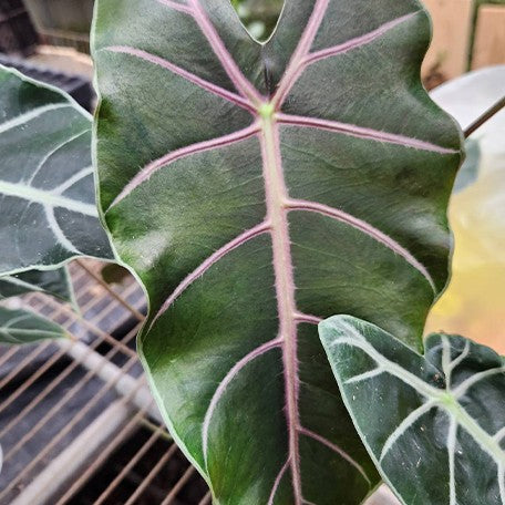 178219237855-Alocasia%20suhirmaniana%20'Purple'%20%E8%8A%B13.jpg