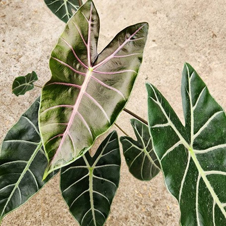 178219237861-Alocasia%20suhirmaniana%20'Purple'%20%E8%8A%B14.jpg