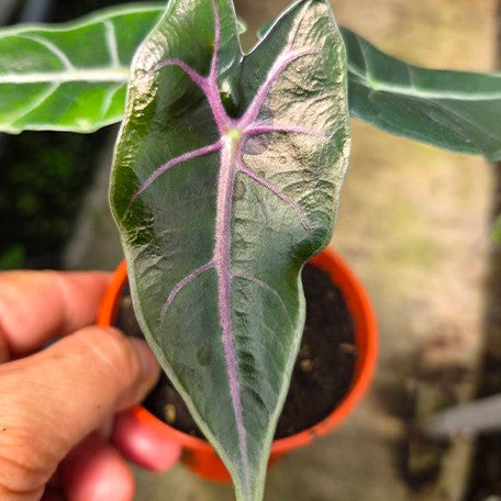 178219242286-Alocasia%20suhirmaniana%20'Purple'%20%E6%A4%8D%E6%A0%AA3''1.jpg