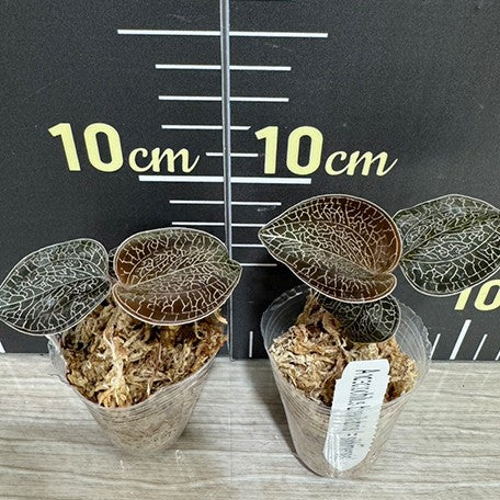 178245581672-Anoectochilus%20brevilabris%20(=%20sikkimensis)%20%E6%A4%8D%E6%A0%AA1.7''1.jpg