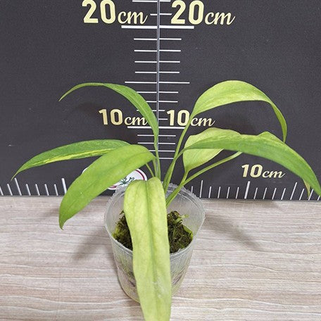 178289921131-Anthurium%20vittariifolium%20(variegata)%20%E6%A4%8D%E6%A0%AA2.5''2.jpg