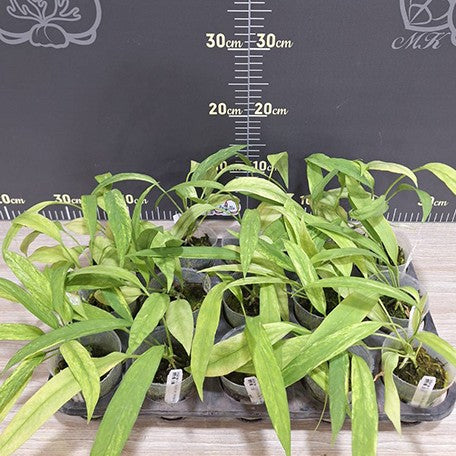 178289921169-Anthurium%20vittariifolium%20(variegata)%20%E6%A4%8D%E6%A0%AA2.5''1.jpg