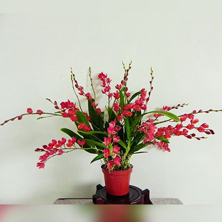 178347034357-Hwra.%20Chian-Tzy%20Lovely%20'Red%20Bug'%20%E7%B4%85%E7%93%A2%E8%9F%B2%20%E8%8A%B11.jpg