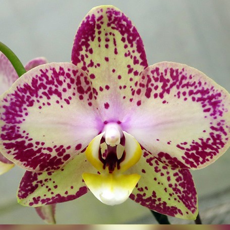 178365423028-Phal.%20Long%20Pride%20Charlotte%20'MP1715'%20%E8%8A%B11.jpg