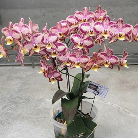 178365423028-Phal.%20Long%20Pride%20Charlotte%20'MP1715'%20%E8%8A%B12.jpg