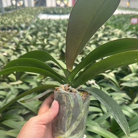 178366862094-Phal.%20Long%20Pride%20Charlotte%20'MP1715'%20%E6%A4%8D%E6%A0%AA2.5''2.jpg