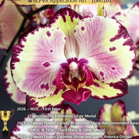 178392331593-Phal.%20Miki%20Crown%20'16'%20%E8%8A%B11.jpg