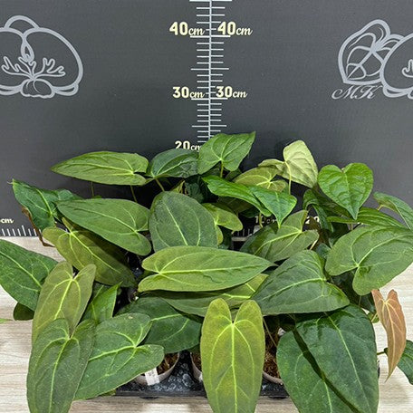 178408280450-Anthurium%20papillilaminum%20%C3%97%20Red%20crystallinum%20%E9%BB%91%E8%9D%B6%E8%91%89%20%C3%97%20%E7%B4%85%E6%B0%B4%E6%99%B6%20%E6%A4%8D%E6%A0%AA2.5''2.jpg