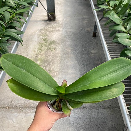 178426820578-Phal.%20Fuller's%20Master%20%C3%97%20Fuller's%20Sunshine%20%E6%A4%8D%E6%A0%AA2.5''1.jpg