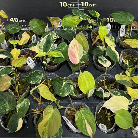 178450846050-Philodendron%20hederaceum%20'Mican'%20variegated%20%E6%96%91%E8%91%89%E9%BB%91%E9%87%91%E8%94%93%E7%B6%A0%E7%B5%A8%20%E8%8A%B11.jpg