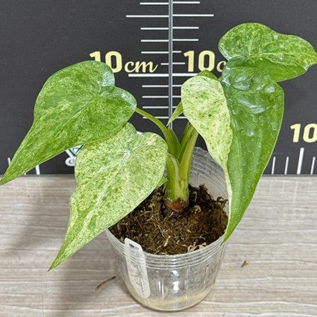 178461925745-Alocasia%20cucullata%20'Mint'%20%E8%96%84%E8%8D%B7%E6%96%91%E8%91%89%E4%BD%9B%E6%89%8B%E8%8A%8B%20%E8%8A%B11.jpg