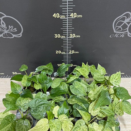 178471352716-Alocasia%20cucullata%20'Mint'%20%E8%96%84%E8%8D%B7%E6%96%91%E8%91%89%E4%BD%9B%E6%89%8B%E8%8A%8B%20%E6%A4%8D%E6%A0%AA2.5''2.jpg