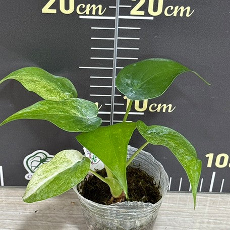 178471352733-Alocasia%20cucullata%20'Mint'%20%E8%96%84%E8%8D%B7%E6%96%91%E8%91%89%E4%BD%9B%E6%89%8B%E8%8A%8B%20%E6%A4%8D%E6%A0%AA2.5''1.jpg
