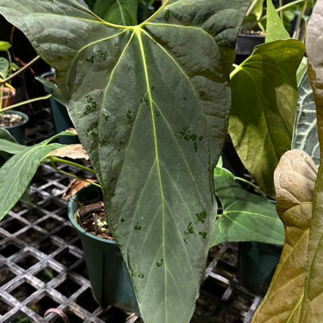 178488392061-Anthurium%20portillae%20%E8%8A%B11.jpg