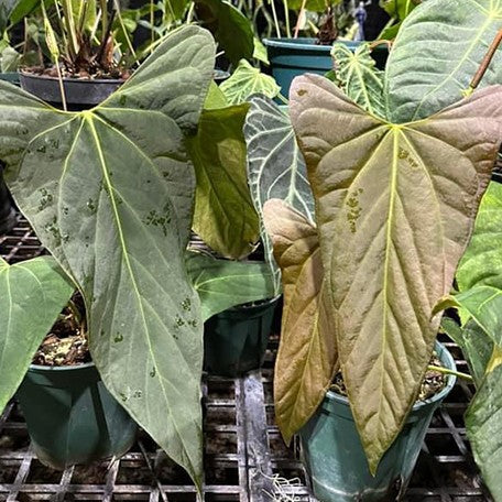 178488392071-Anthurium%20portillae%20%E8%8A%B12.jpg