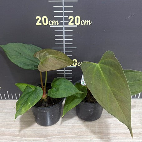 178488406589-Anthurium%20portillae%20%E6%A4%8D%E6%A0%AA3''1.jpg