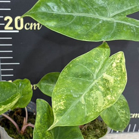 178581301491-Alocasia%20safari%20'Variegated%20Pink%20Dragon'%20%E6%96%91%E8%91%89%E6%A5%B5%E5%85%89%E7%B2%89%E9%BE%8D%E8%A7%80%E9%9F%B3%E8%93%AE%20%E8%8A%B11.jpg