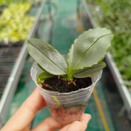 178660201469-Phal.%20deliciosa%20%C3%97%20sib%20(white)%20%E6%A4%8D%E6%A0%AA1.7''1.jpg
