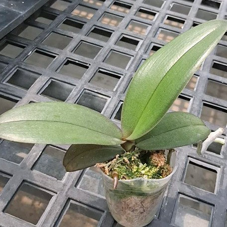 178660411653-Phal.%20Miki%20Sakura%20'3325'%20%E6%A4%8D%E6%A0%AA1.7''1.jpg