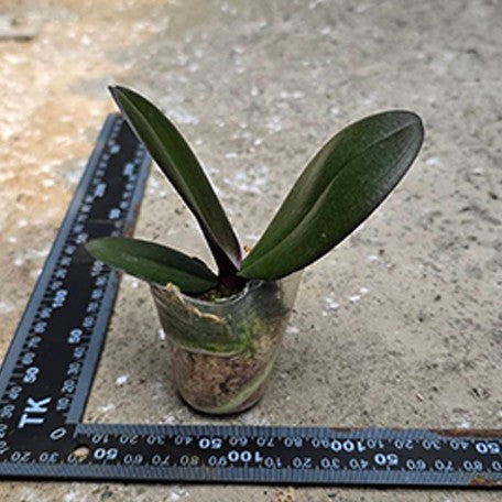 178660504962-Phal.%20OX%20Black%20Face%20'1647'%20%E6%A4%8D%E6%A0%AA1.7''1.jpg