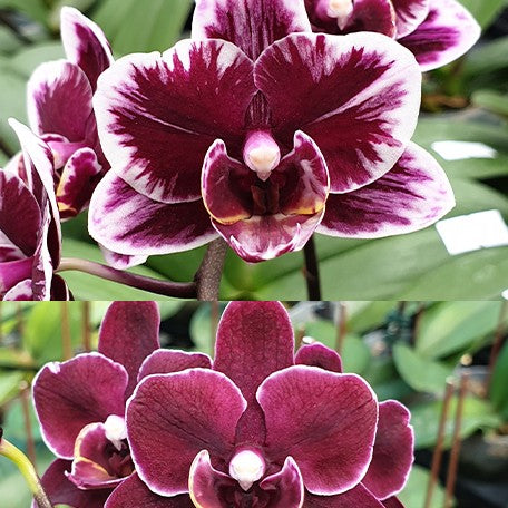 178850584725-Phal.%20Miki%20Black%20Angel%20'364'%20(2%20eyes)%20%E7%BE%8E%E7%90%AA%E9%BB%91%E5%A4%A9%E4%BD%BF%20'364'%20(%E5%85%A9%E7%9C%BC)%20%E8%8A%B11.jpg