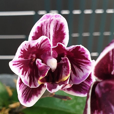 178850584739-Phal.%20Miki%20Black%20Angel%20'364'%20(2%20eyes)%20%E7%BE%8E%E7%90%AA%E9%BB%91%E5%A4%A9%E4%BD%BF%20'364'%20(%E5%85%A9%E7%9C%BC)%20%E8%8A%B12.jpg