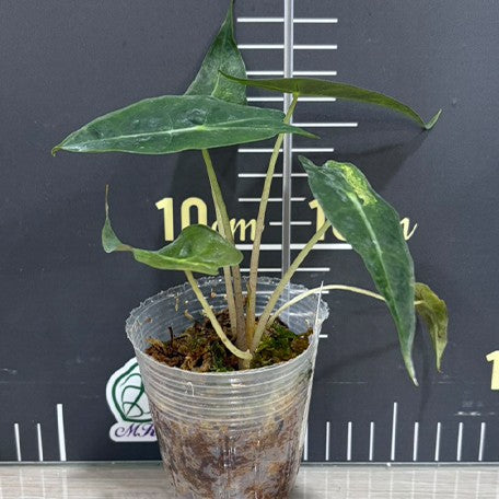 179015134719-Alocasia%20Amazonica%20Variegated%20%E2%80%98Yellow%E2%80%99%20%E9%BB%83%E6%96%91%E9%BB%91%E8%91%89%E8%A7%80%E9%9F%B3%E8%93%AE%20%E6%A4%8D%E6%A0%AA2.5''1.jpg