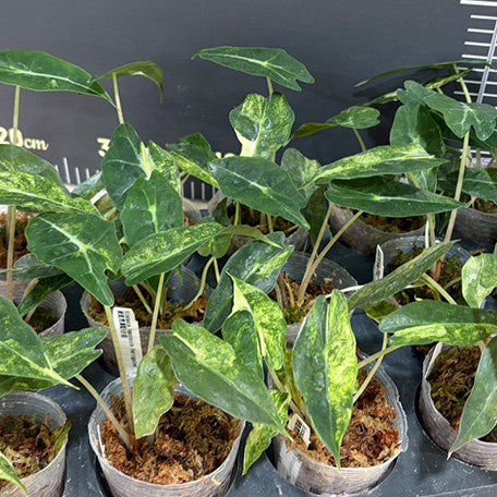 179015134730-Alocasia%20Amazonica%20Variegated%20%E2%80%98Yellow%E2%80%99%20%E9%BB%83%E6%96%91%E9%BB%91%E8%91%89%E8%A7%80%E9%9F%B3%E8%93%AE%20%E6%A4%8D%E6%A0%AA2.5''2.jpg