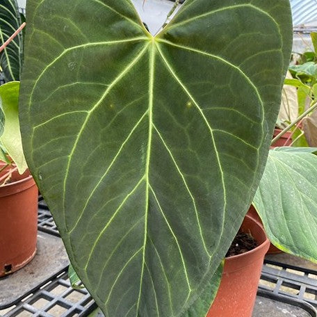 179144125669-Anthurium%20Pink%20Lemonade%20%C3%97%20Portillae%20%E7%B2%89%E7%B4%85%E6%AA%B8%E6%AA%AC%E6%B0%B4%E4%BA%A4%E6%88%B0%E9%AC%A5%E6%A9%9F%20%E8%8A%B14.jpg