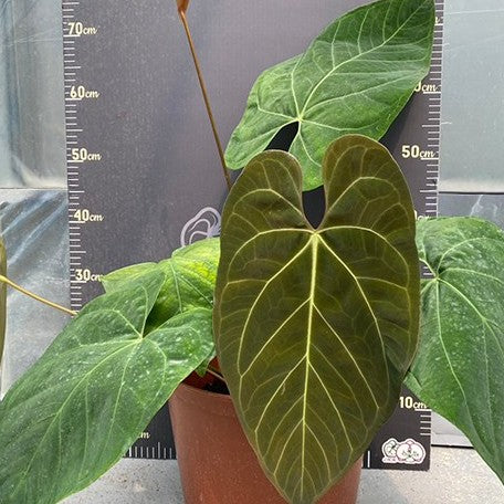 179144125680-Anthurium%20Pink%20Lemonade%20%C3%97%20Portillae%20%E7%B2%89%E7%B4%85%E6%AA%B8%E6%AA%AC%E6%B0%B4%E4%BA%A4%E6%88%B0%E9%AC%A5%E6%A9%9F%20%E8%8A%B11.jpg