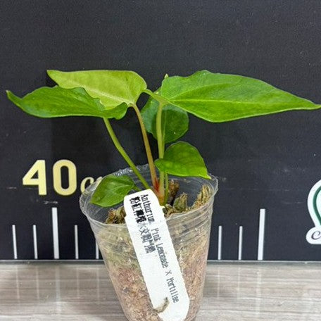 179144190439-Anthurium%20Pink%20Lemonade%20%C3%97%20Portillae%20%E7%B2%89%E7%B4%85%E6%AA%B8%E6%AA%AC%E6%B0%B4%E4%BA%A4%E6%88%B0%E9%AC%A5%E6%A9%9F%20%E6%A4%8D%E6%A0%AA2.5''1.jpg