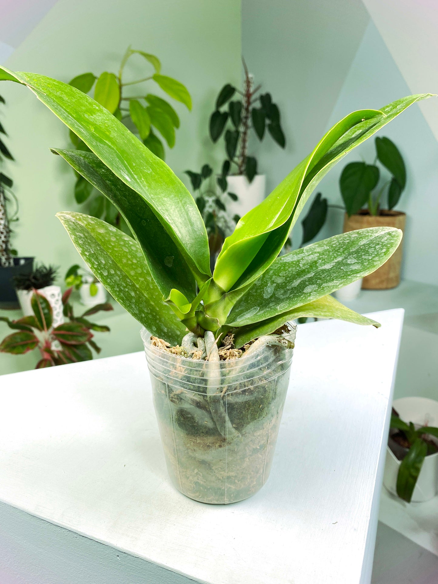 Phalaenopsis Sogo Shito (G:H1) [1536] | Rare Orchid | Exact Plant