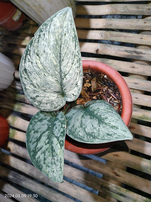 Scindapsus Exotica Hologram variegated Small 1-3 leaf *Preorder* (6100P:G) | US-Based Seller | Rare Aroid