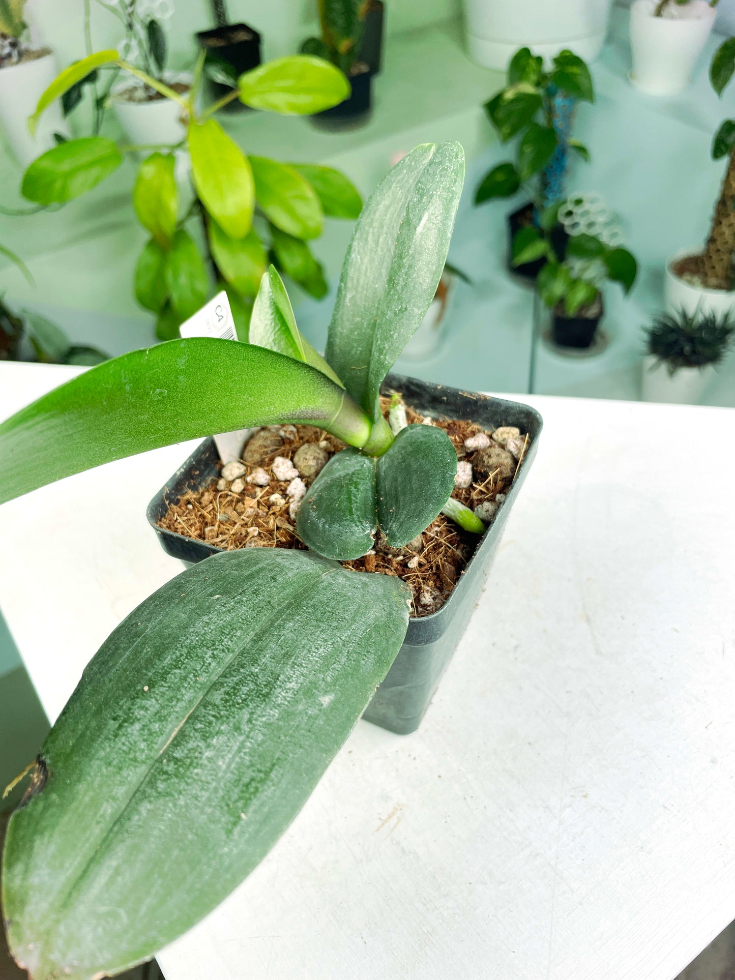 Phalaenopsis Kaleidoscope "65" (3:C4) [627] | US Seller | Exact Plant | In-Stock